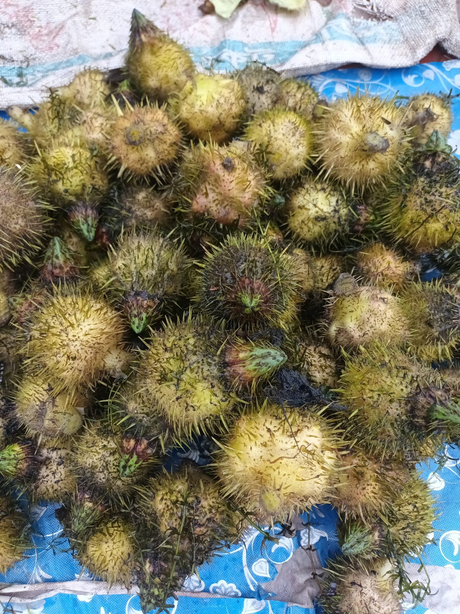 ফুকল ফল