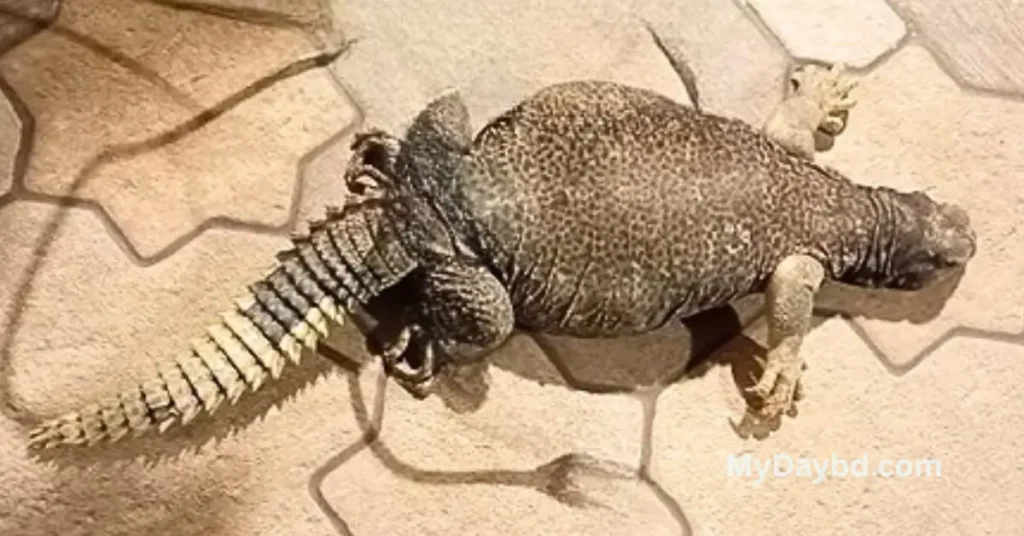 মরুভূমির আসল সান্ডা বা দব প্রাণী (Uromastyx)