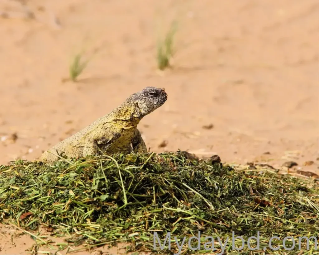 সান্ডা খাওয়া কি হালাল? হাদিস ও ইসলামিক দৃষ্টিভঙ্গি সাণ্ডা বা দব (Uromastyx) মরুভূমির নিরামিষভোজী প্রাণী - ইসলামি দৃষ্টিতে হালাল