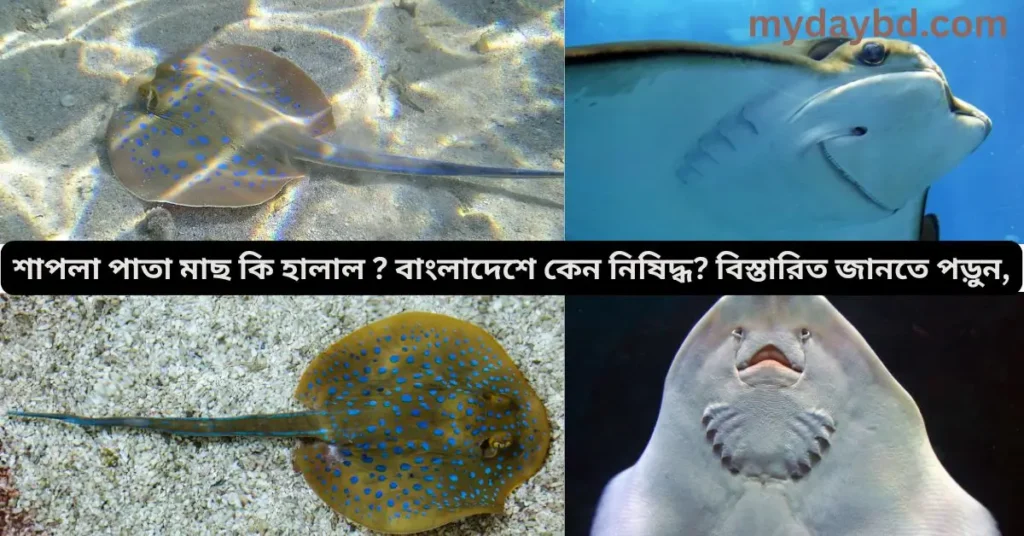 শাপলা পাতা মাছ কি হালাল? বাংলাদেশে কেন নিষিদ্ধ?