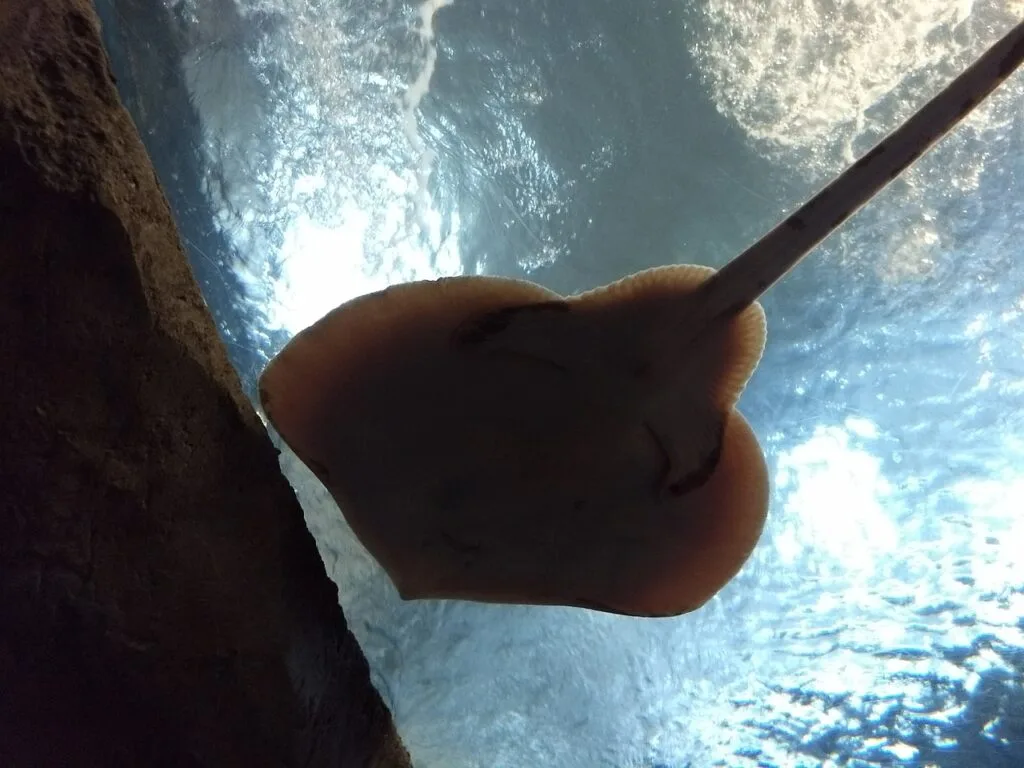 Stingray fish swimming gracefully in clear blue water with sunlight reflections."