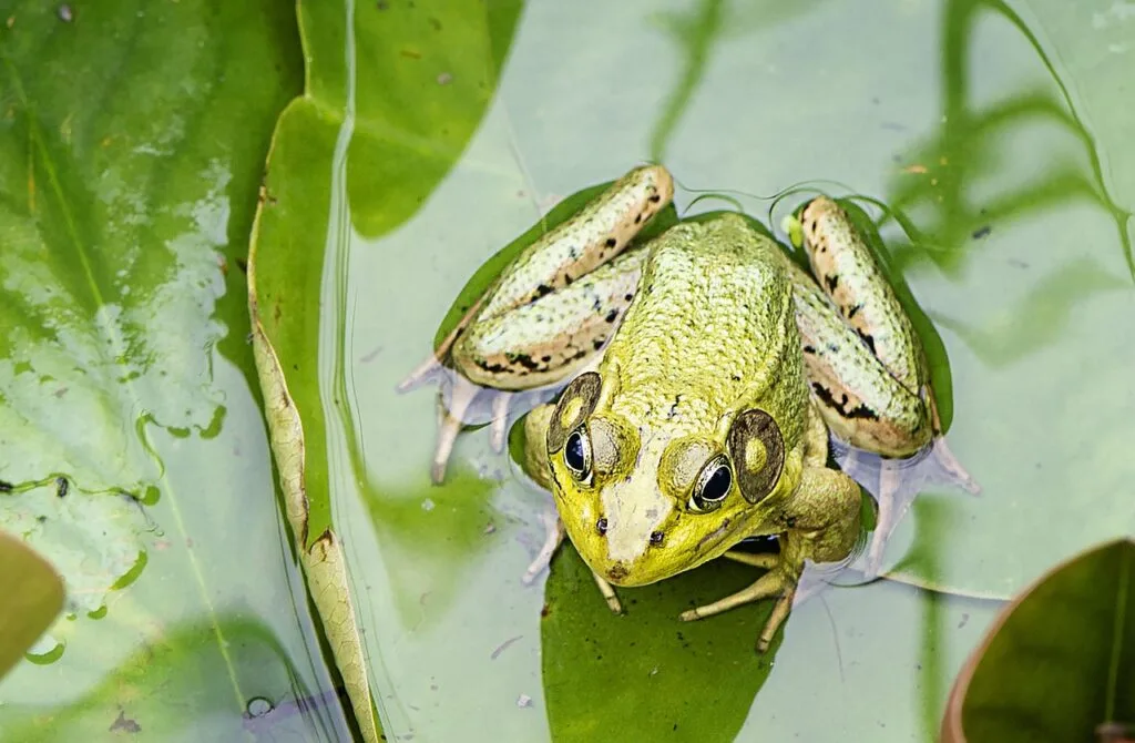 চিংড়ি, কাকড়া, স্কুইড, অক্টোপাস, ব্যাঙ, ঝিনুক ও শামুক খাওয়া কি হালাল? — সৌদি আরবে যা দেখলাম।