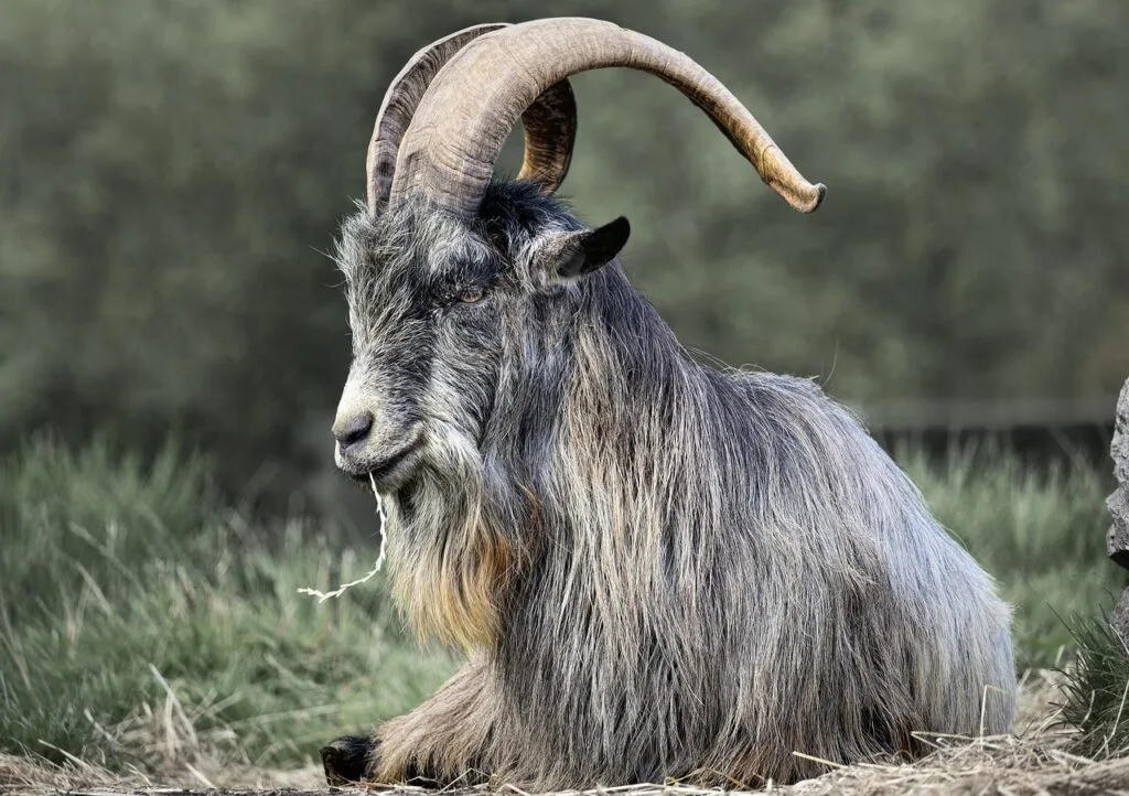 পাঠা ও খাসির পার্থক্য ছাগল