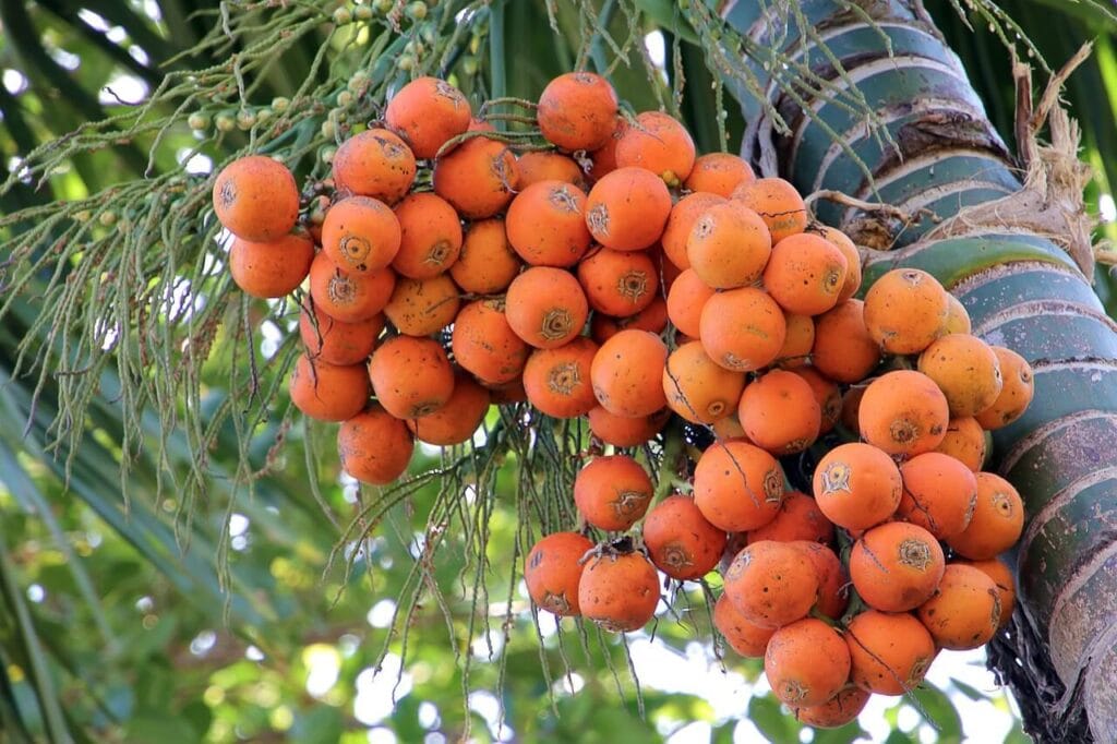পান খাওয়া কি হারাম? এই আর্টিকেলে পান খাওয়ার বিদায় নিয়ে আলোচনা করা হয়েছে। ছবিতে একটি সুপারি গাছ এবং গাছে খুব সুন্দর সুপারি দেখা যাচ্ছে।