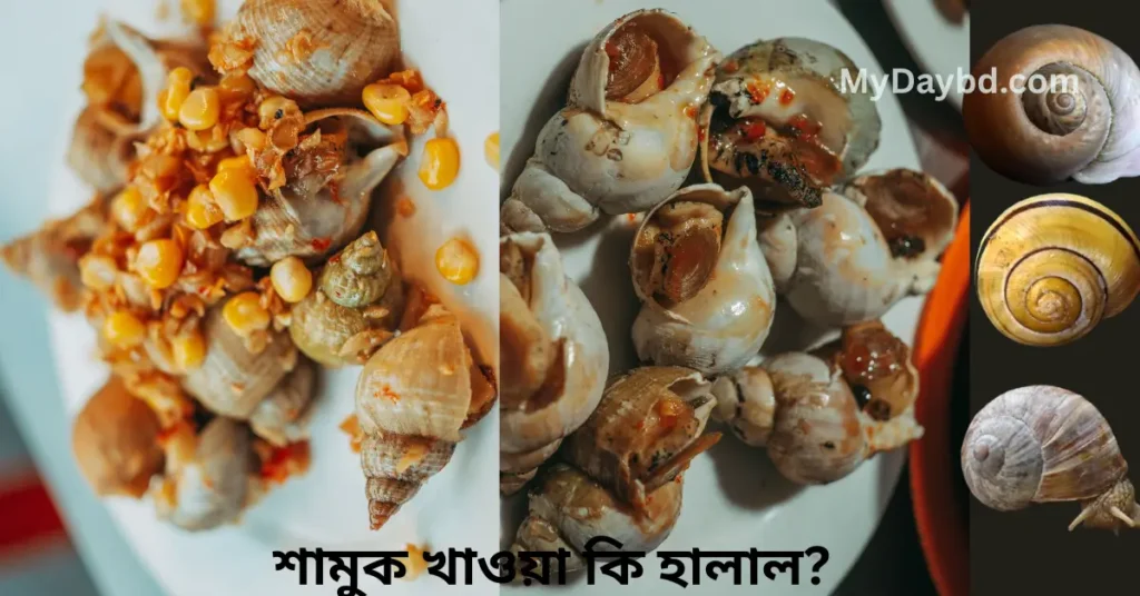 শামুক খাওয়া কি হালাল? কোরআন, হাদিস ও ৪ মাযহাবের বিস্তারিত বিধান শামুক খাওয়া কি হালাল